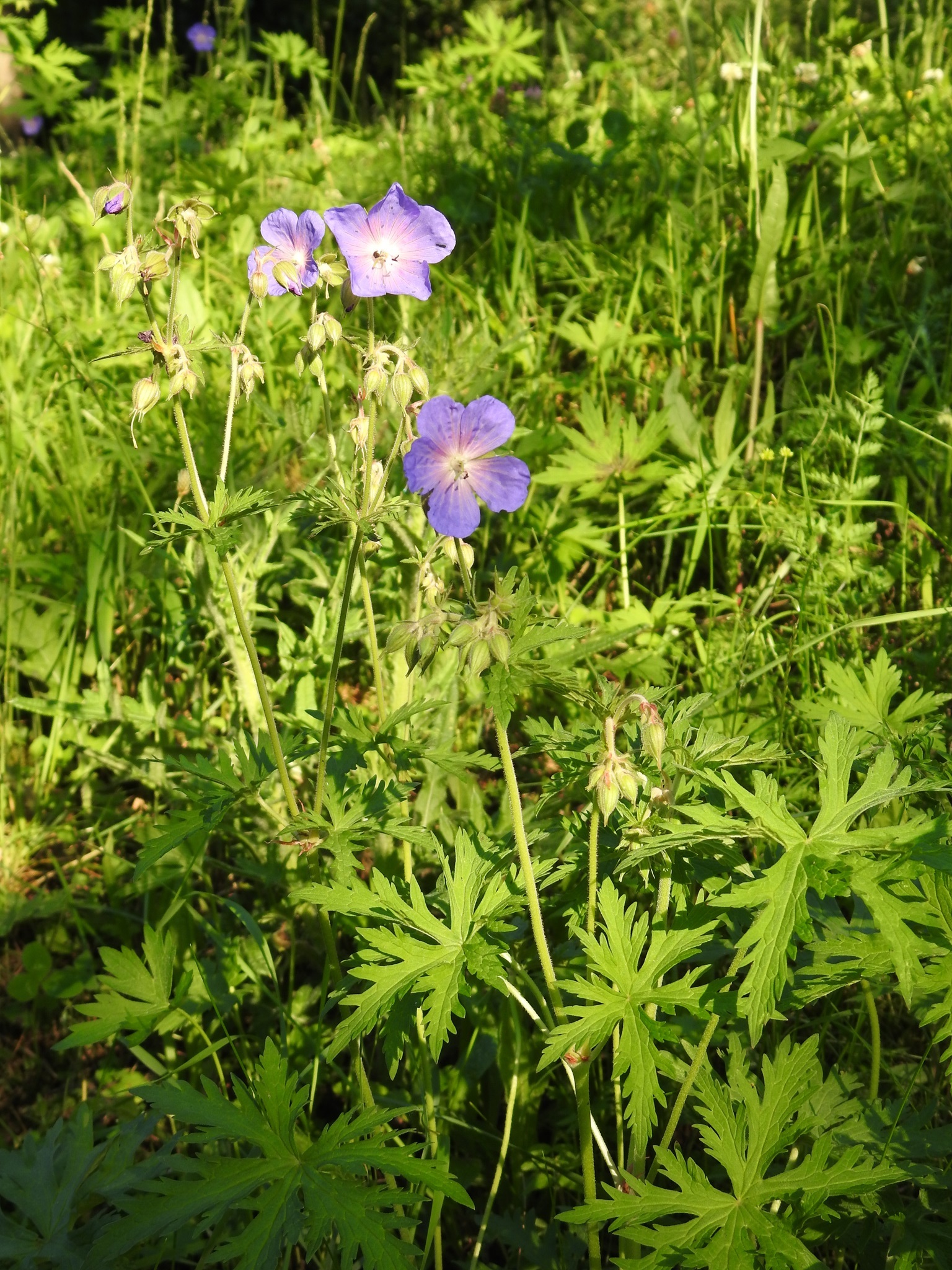 Wiesen-Storchschnabel (Geranium pratense)